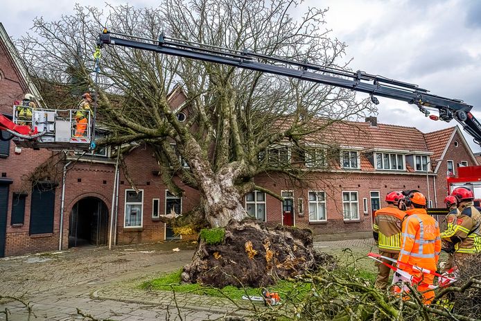 Een boom belandde pal bovenop een rijtjeswoning in Tilburg.