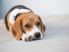 Dès le 1er janvier, Seraing sanctionnera plus lourdement la maltraitance animale