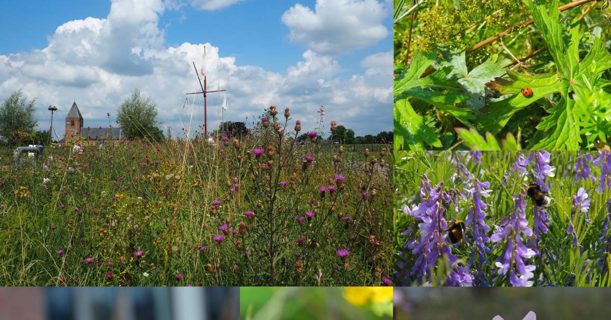 Groene explosie in de Heemtuin van IJzendoorn | Neder-Betuwe | gelderlander.nl - De Gelderlander