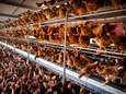 Eiergate kostte 1,5 miljoen kippen de kop