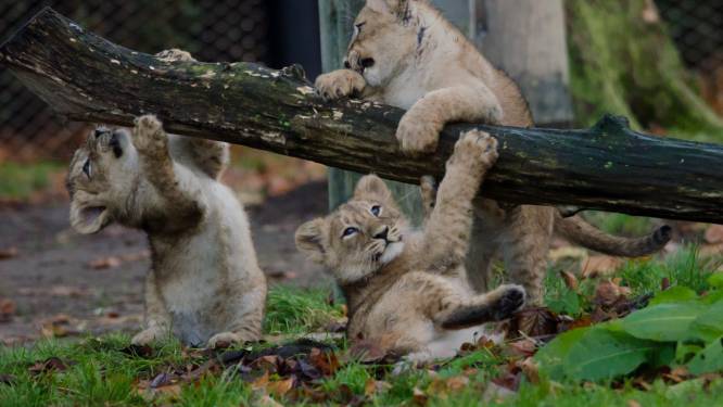 Schattig: piepjonge leeuwtjes in Blijdorp halen voor het eerst een frisse neus