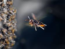 Iedereen moet uitkijken voor Aziatische hoornaar: monsterwesp duikt op en dat betekent een ramp