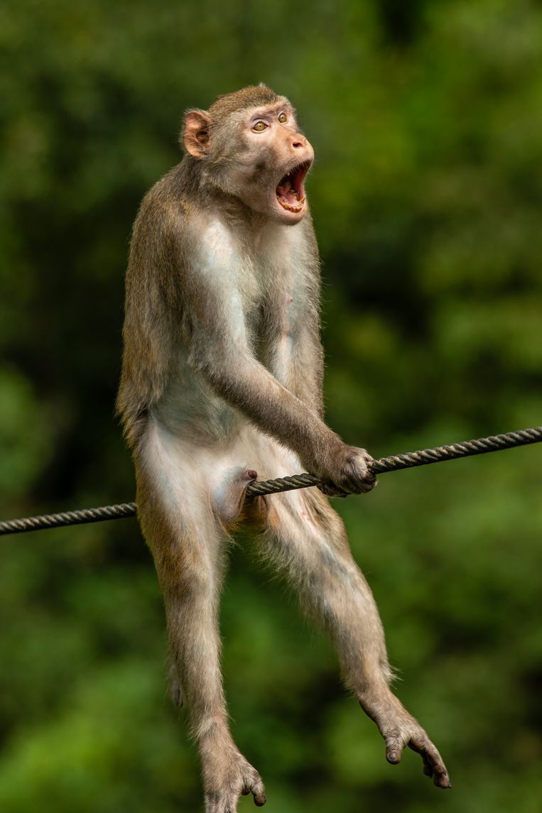 Dit zijn de grappigste dierenfoto’s van 2021 | De Morgen