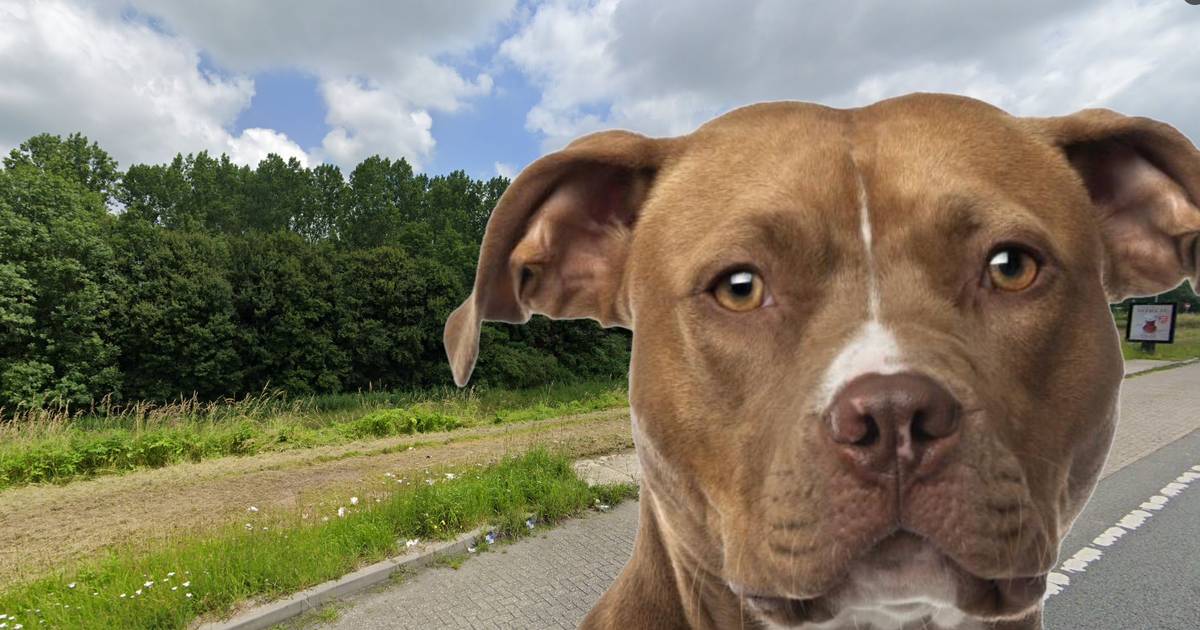 Voorbijganger vindt dode hond in bos in Almere: ‘Verwondingen zijn opzettelijk toegebracht’