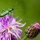 Zo maak je je tuin of balkon insectvriendelijk (ja, dat is hard nodig!)