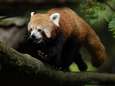 Kleine wondertjes: zeldzame rode panda’s geboren in Franse en Duitse zoo