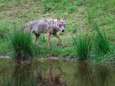 De wolf wordt steeds vaker gezien, vooral op de Veluwe: ‘Maar je moet een beetje geluk hebben’