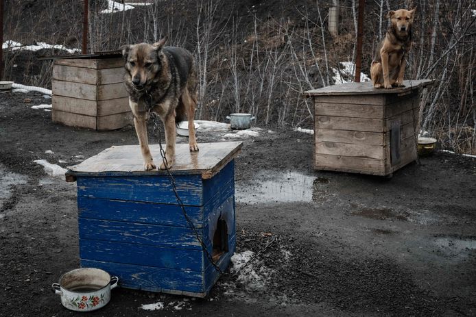 Honden wachten om gevoerd te worden in Kramatorsk, Oekraïne.