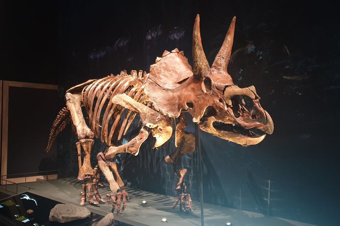 Het skelet van een triceratops in Naturalis.