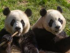 Les jumeaux pandas géants de Pairi Daiza fêtent leur troisième anniversaire