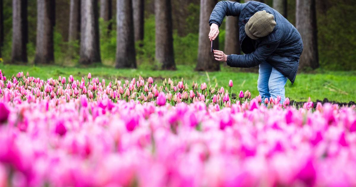Tulpenvelden in bloei, kwekers vrezen voor stormloop: ‘Tien gesneuvelde tulpen kosten mij een euro’