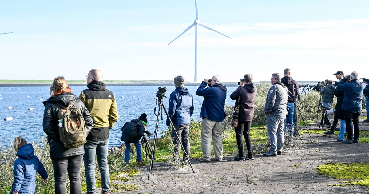 In 1976 bivakkeerde een walrus twee weken lang in Zeeland: ‘Moet je