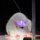 De wetenschapper drukt op een knop en de muis is blij, of juist bang