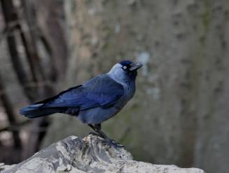 Brutaaltjes en vogels met scheve bekkies: duizenden West-Brabanders deden mee aan tuinvogeltelling