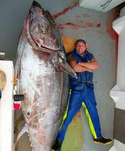 verkiezing vereist Vol Enorme tonijn van 415 kilogram gevangen | Bizar | hln.be