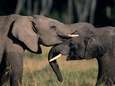 Trump schort invoer jachttrofeeën van olifanten op na felle kritiek