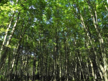 Compleet nieuw Bos van Oss moet in Berghem worden geplant: ‘Simpelweg de beste plek’