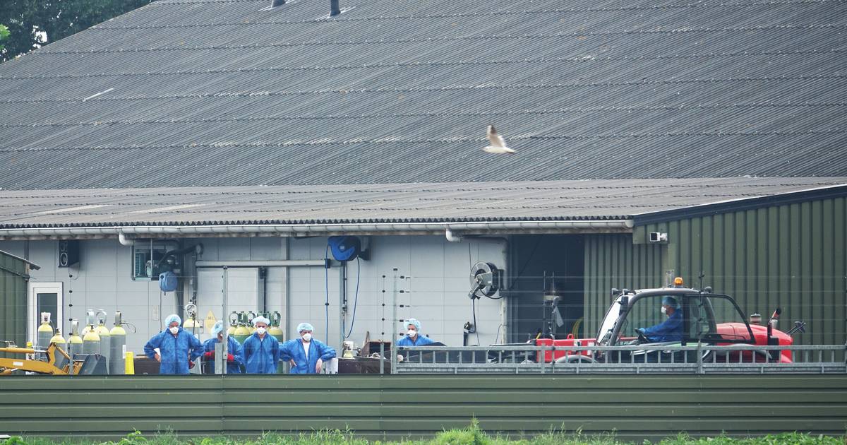De ene nertsenfokker wordt vrijdag getroffen, maandag staat ie te helpen bij de andere - De Gelderla
