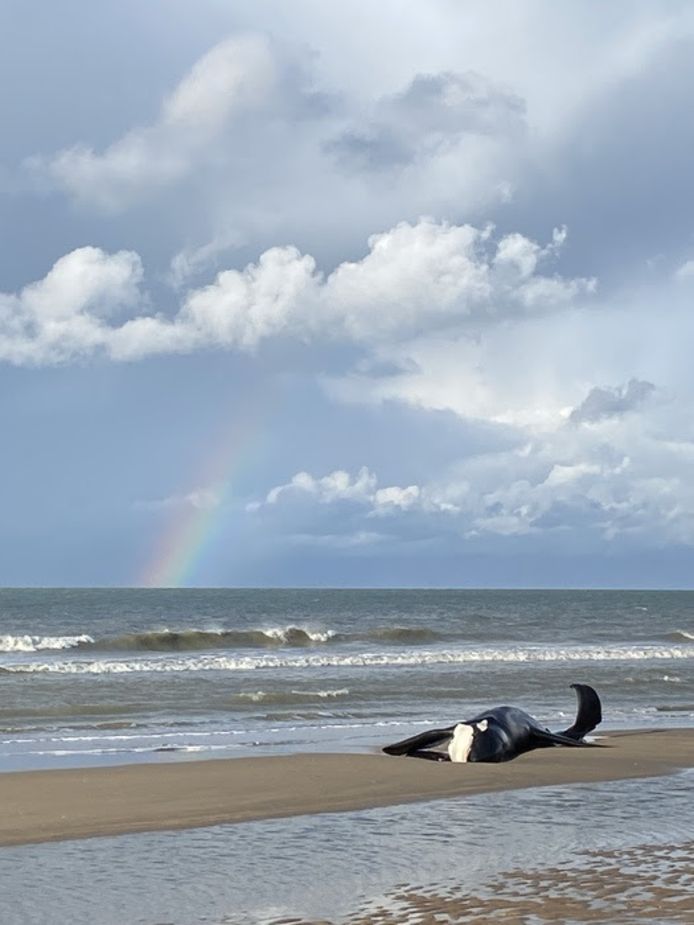 Stef Van Daele kon deze foto maken van de dode orka met de regenboog erachter