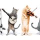 Heeft uw kat een duidelijke voorkeur voor de linker- of rechterpoot? Dan is het een leukere kat