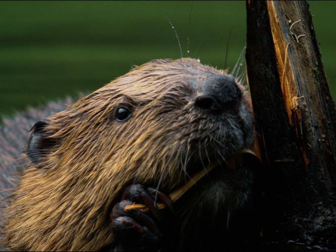 Zondag is Dag van het Park: natuurgebied Ter Tommen in Borcht eenmalig toegankelijk