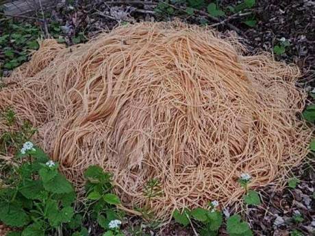 Mystère à l'italienne: des centaines de kilos de pâtes abandonnés près de New York