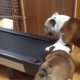 Grappig: buldogs testen loopband uit