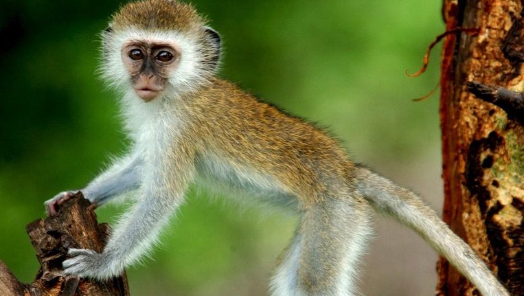 Ook meerkatten zwichten voor groepsdruk | Het Parool