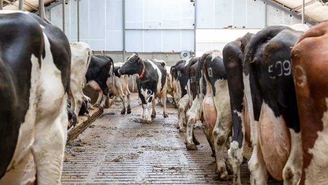 Gelderland wil dramatisch stikstofscenario Overijssel voorkomen door eerst boeren te helpen die voor de rechter staan