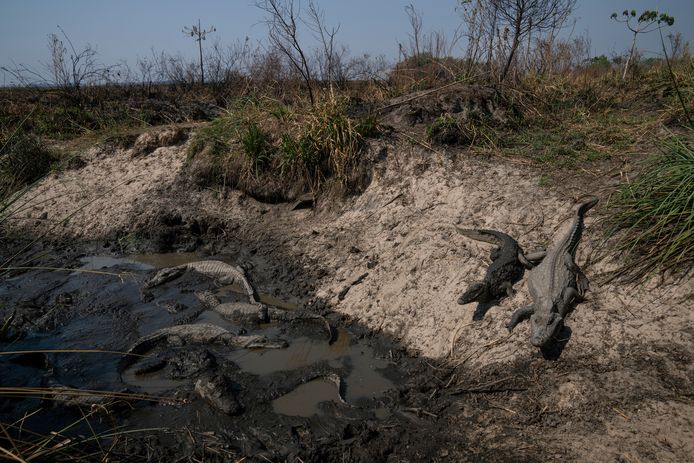 Alligators in een waterpoeltje naast een afgebrand veld naast het bedreigde Iberá Nationaal Park.