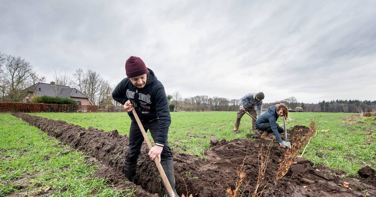 Bewoners Elshof maken hun erf aantrekkelijk voor erfvogels: ‘We willen terug naar de jaren 60’