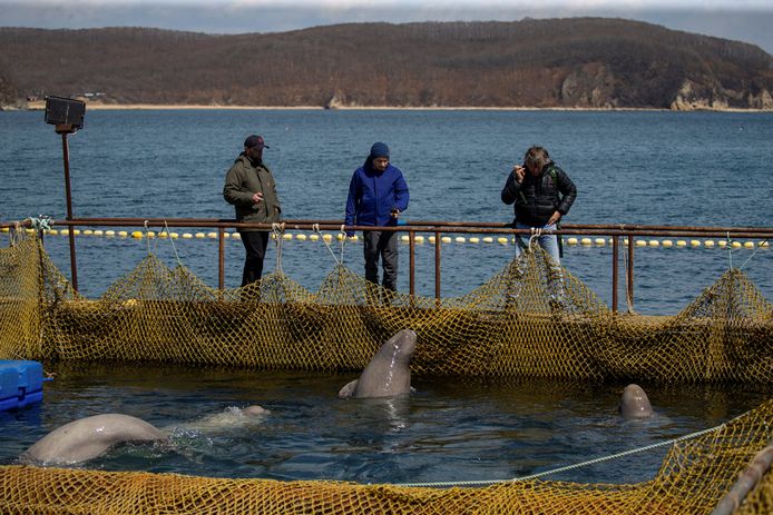 Russische media spraken over een "walvissengevangenis".