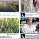 Al twitterend de bossen door