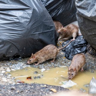 Amsterdam restaurant closure due to rats is no exception: 'Owners let the infestation get out of hand'