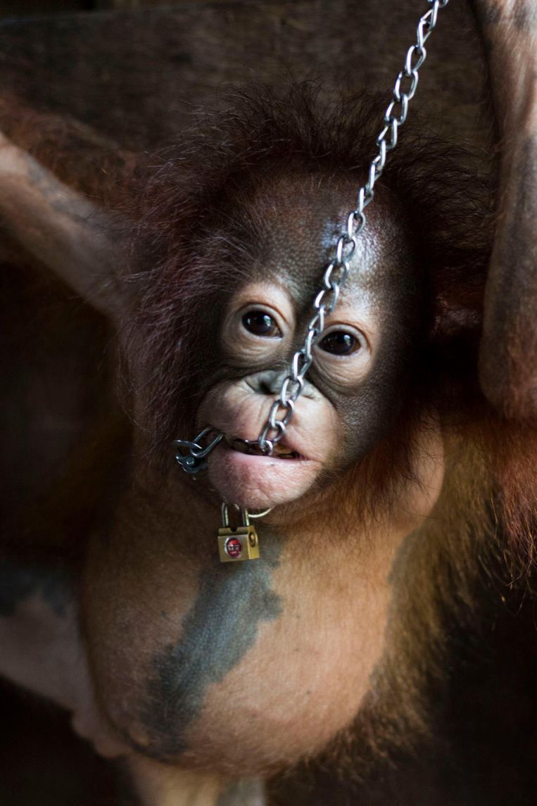 null Beeld International Animal Rescue