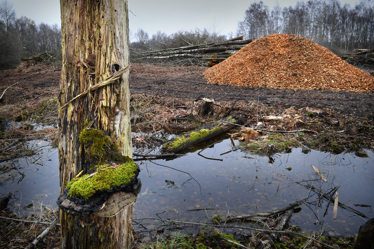 Bomenkap voor herstel van het hoogveen in de Deurnsche Peel. Beeld Marcel van den Bergh / VK