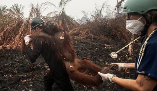 In Indonesië is de afgelopen maanden 2 miljoen hectare bos verbrand: buurlanden klagen, 280.000 mensen zijn ziek