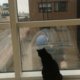 Kat wordt vriendjes met glazenwasser