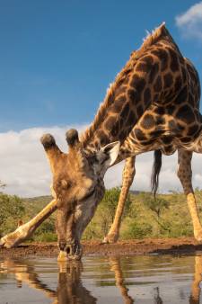 Six girafes mortes de soif: la photo choc de la situation au Kenya, frappé par la sécheresse