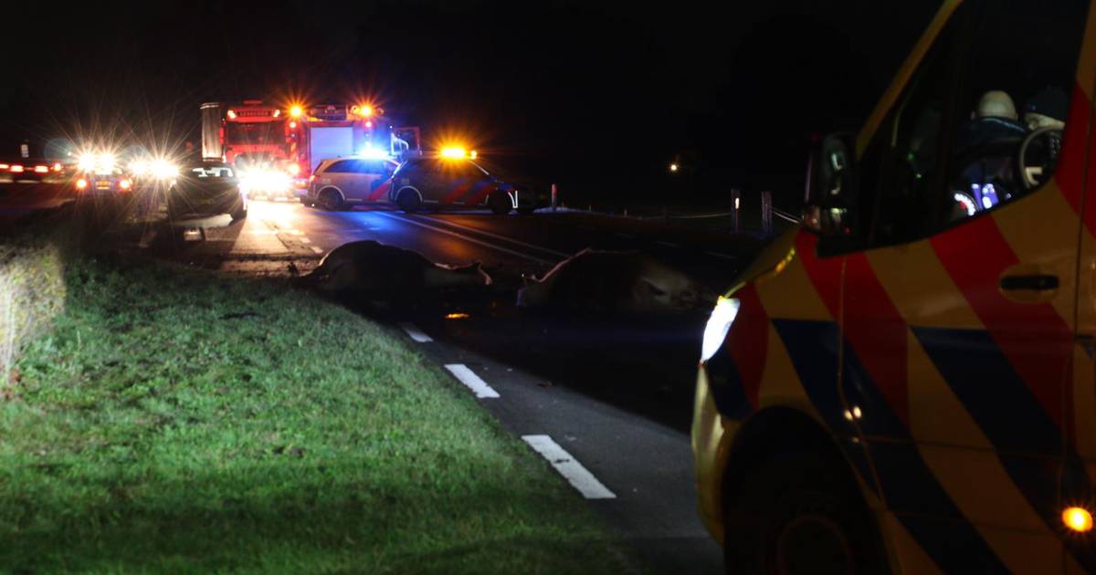Twee paarden overleden bij ongeval in Weerselo.