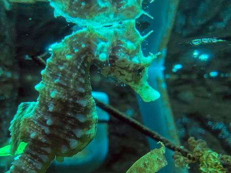Ecomare op Texel vangt onderkoeld zeepaardje op