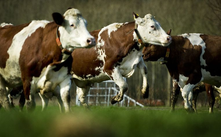 Koeien van een biologische boer mogen voor het eerst weer in de wei. Beeld ANP