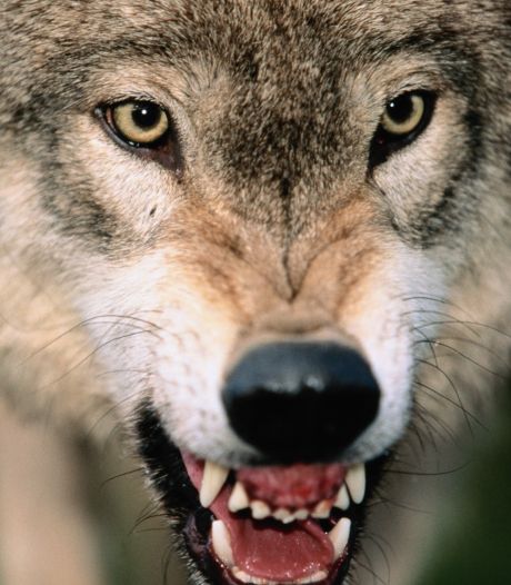 Schaapsherders zijn klaar met de wolf: ‘Tijdens de aanval stond ik machteloos’