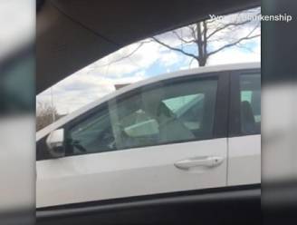 Hond claxonneert naar te traag baasje