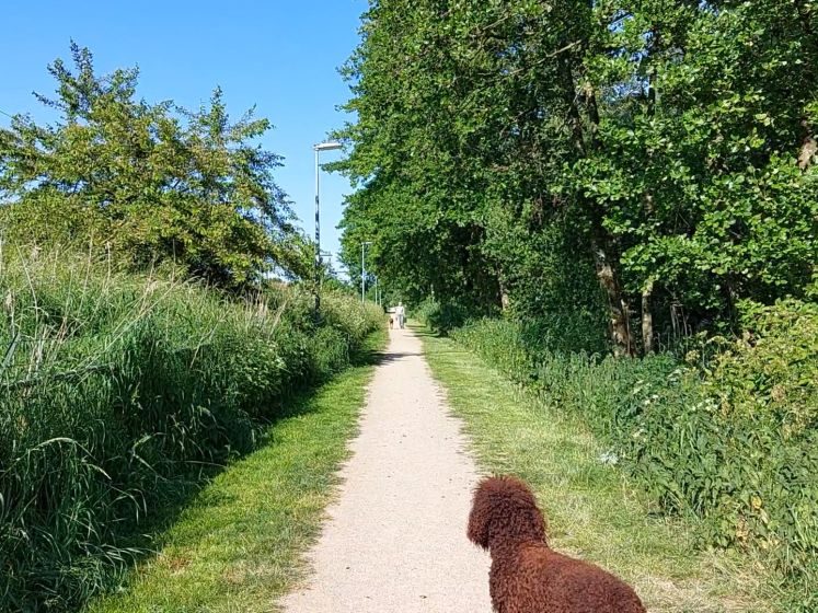 Hondenuitlaters geterroriseerd door agressieve kraaien