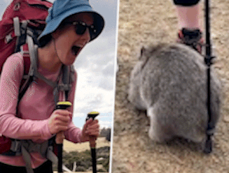 Wombat met jeuk komt twerken tegen wandelstok