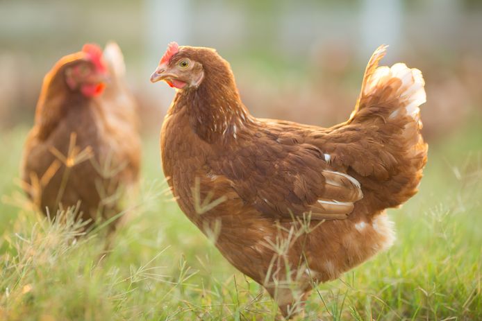 spleet metgezel Pardon Frisse Start: hoeveel ruimte heeft een biologische kip die binnen zit? |  Koken & Eten | AD.nl