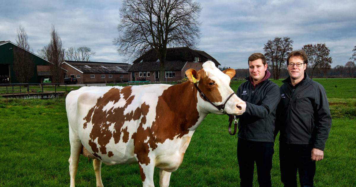 Deze koe uit Okkenbroek is de mooiste én beste van Nederland