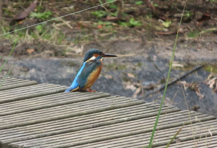 IJsvogel in de tuin van Astrid Boot