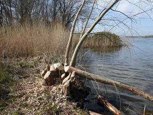 Steigerwoningen gaan ten koste van ‘mens en dier’, buurt doet laatste poging om bouw te dwarsbomen